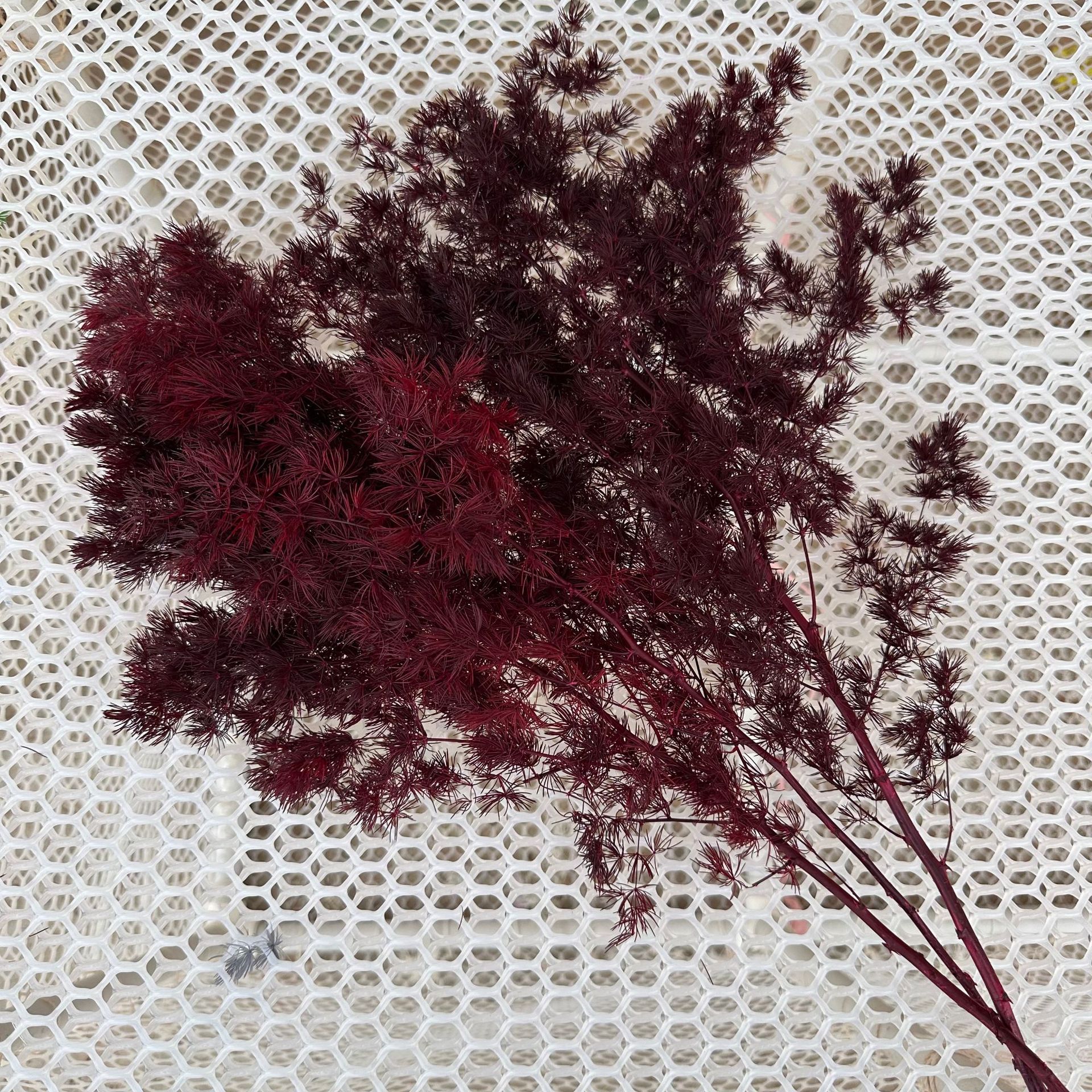 preserved fresh flower penglai song dried flowers bouquet real flower diy accessories wedding celebration decoration soft decoration cross-border supply factory wholesale Item Picture