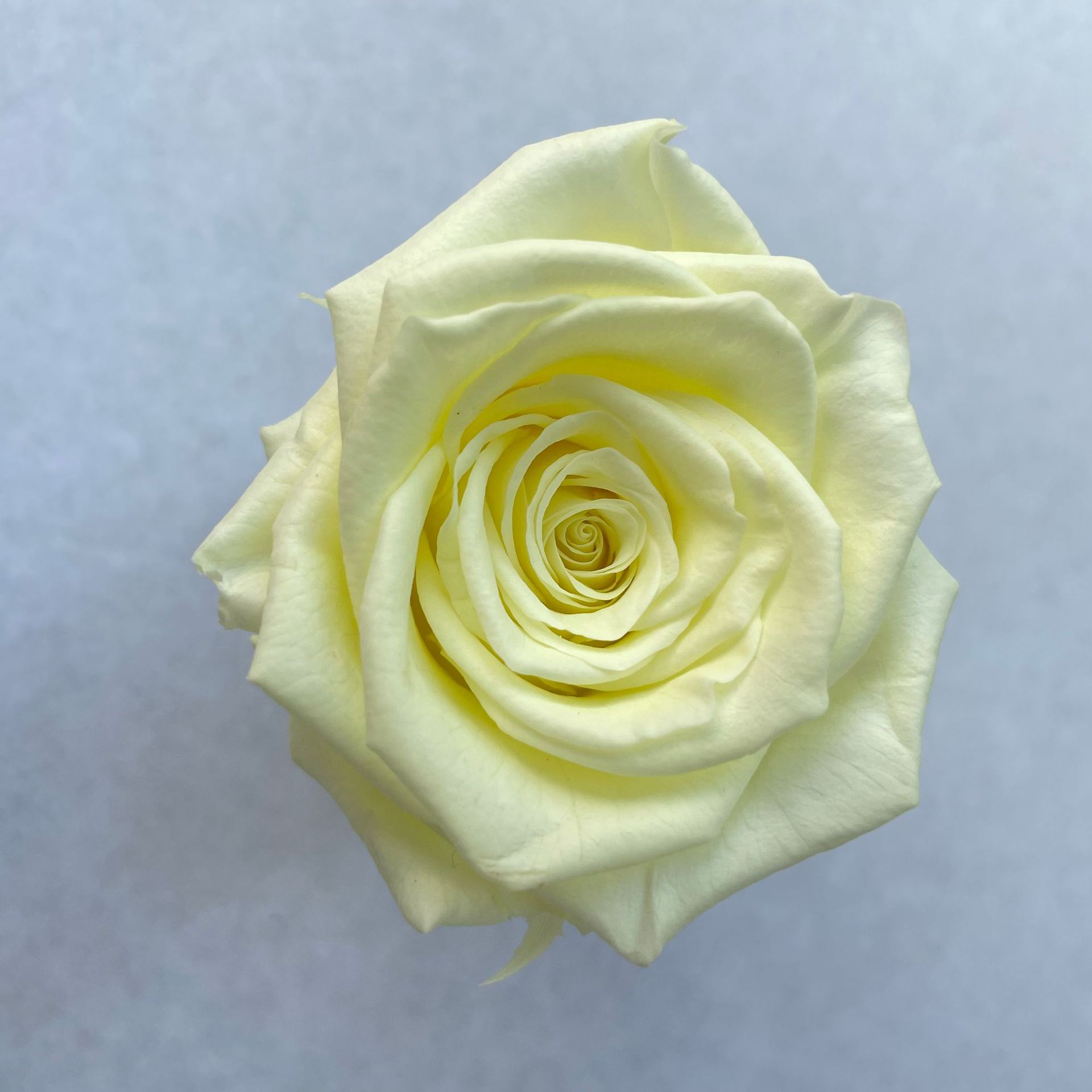 flower immortal flower box diy multi-color accessories b- grade rose flowers flower head spot low price wholesale Item Picture