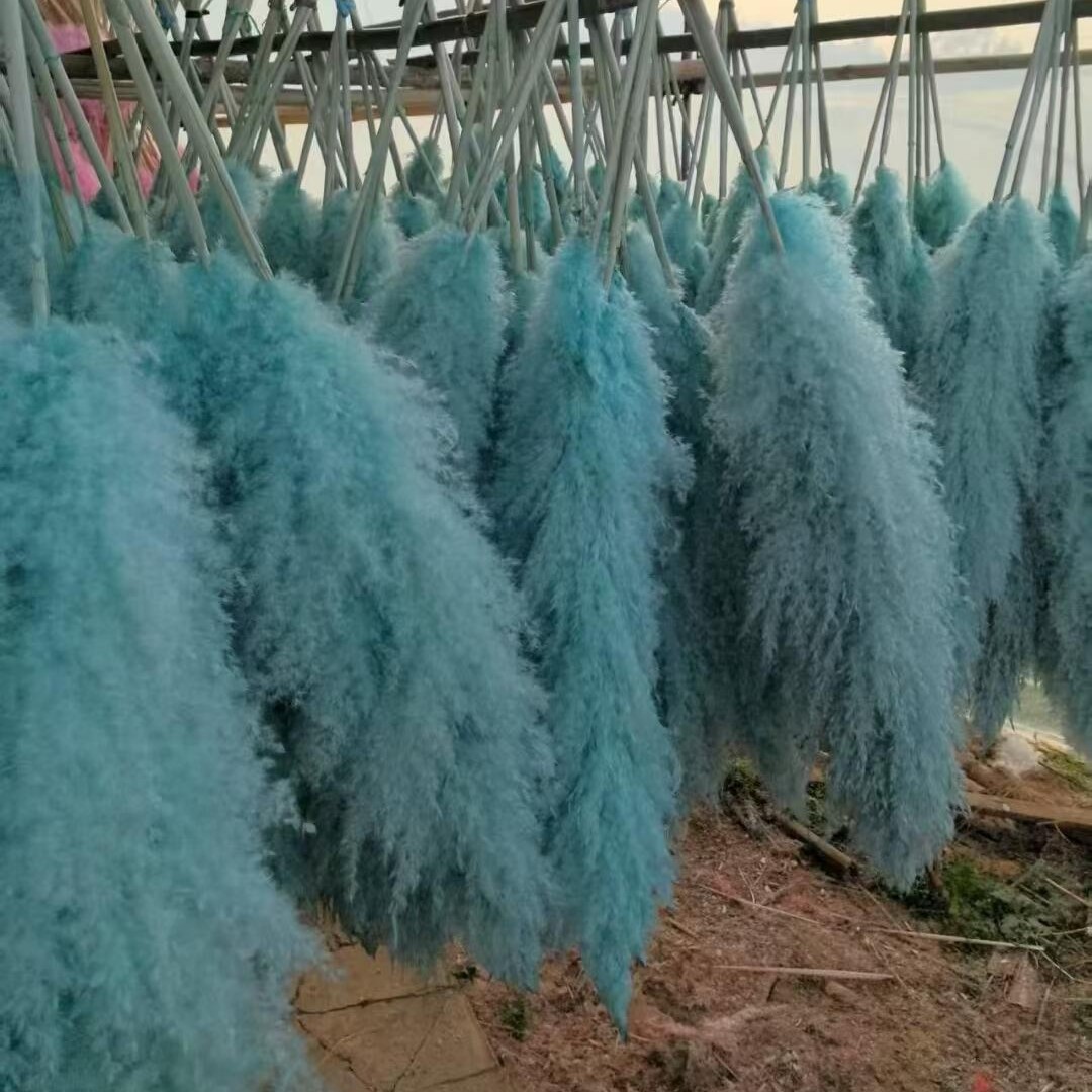 natural reed dried grass flower bouquet floor internet celebrity pampas grass big spike ins wind entry luxury home decoration living room furnishings Specification drawing