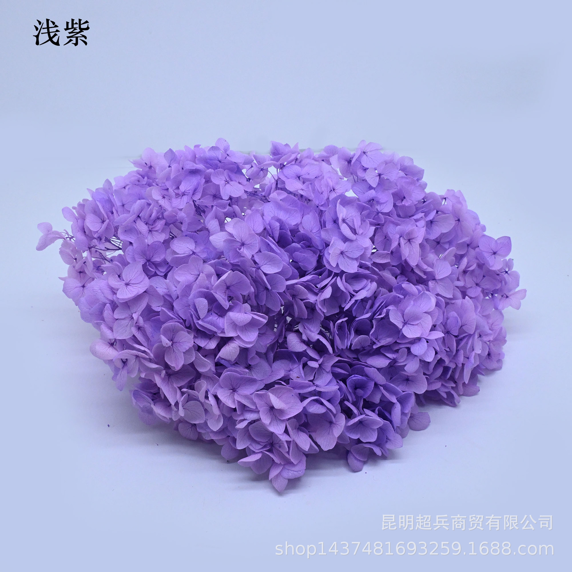 [preserved fresh flower hydrangea] anna gradient color lobular hydrangea flowers wholesale diy flowers flower box accessories full figure
