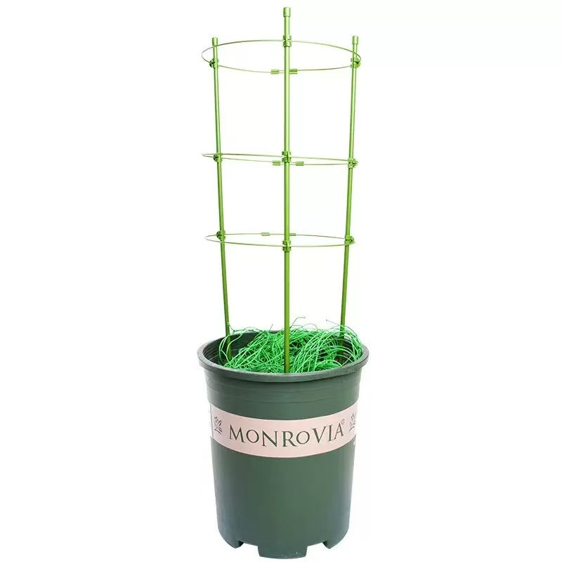 爬藤架植物支撑杆月季花卉攀爬架绿萝爬藤架子白底实物图