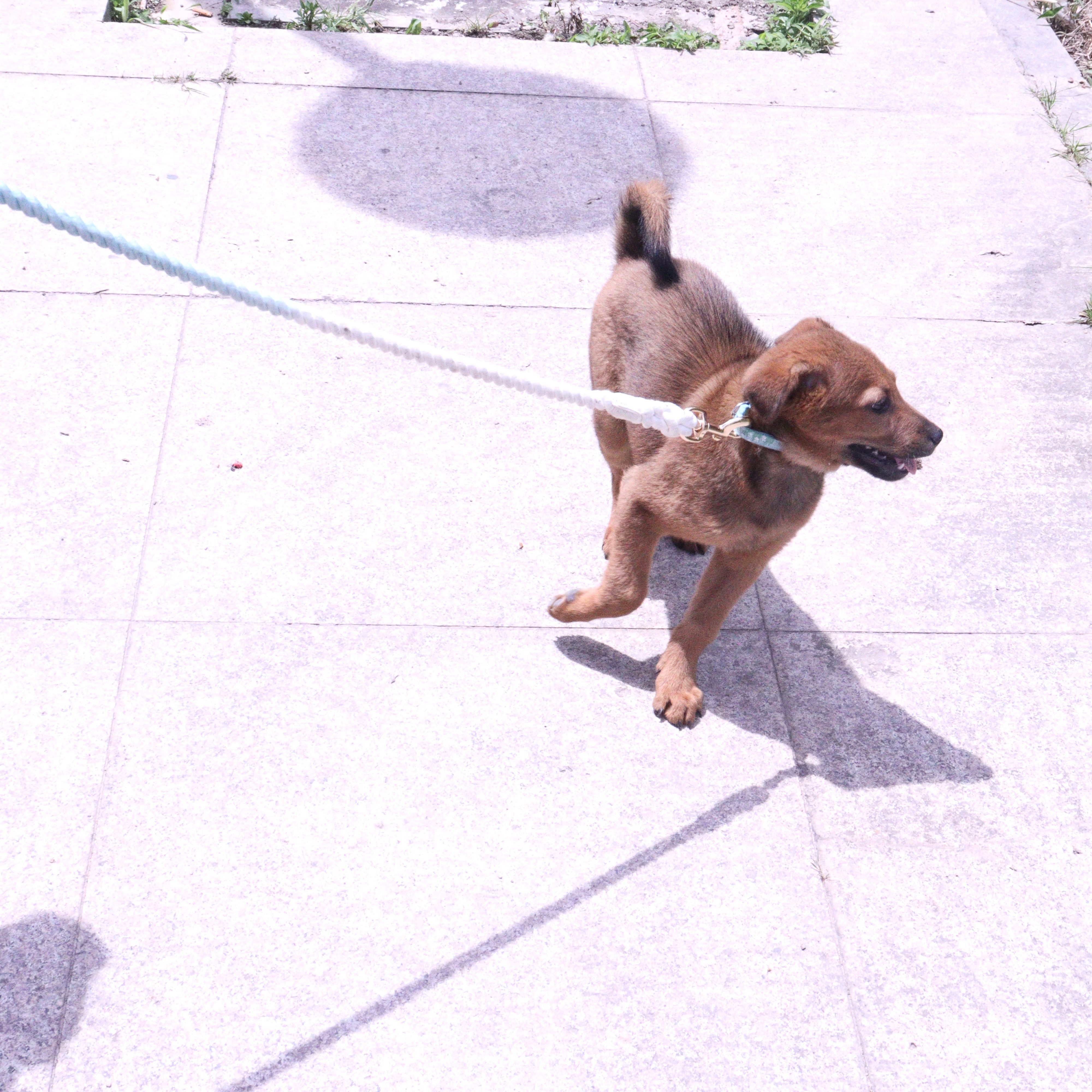 Handmade segment dyed woven dog training leash available in 8 colors Application Scenario