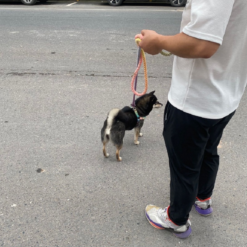 210*1.3cm double head double pull  color woven pet traction rope multifunctional waist pull slung pet traction rope three  gradient dog rope dog supplies Application Scenario