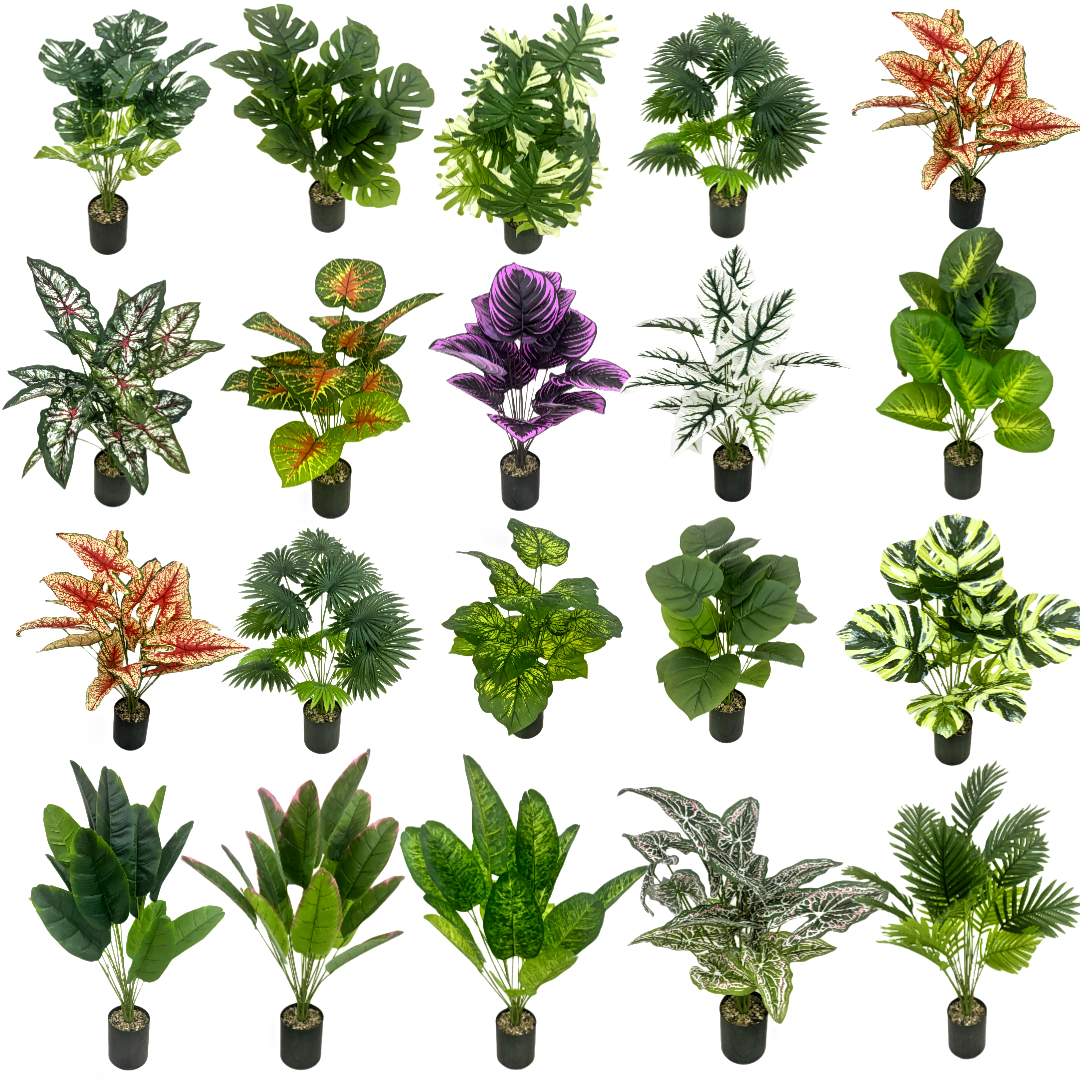 蝴蝶兰/种子/家庭花卉种植用土/儿童盆栽/多肉仿真花白底实物图