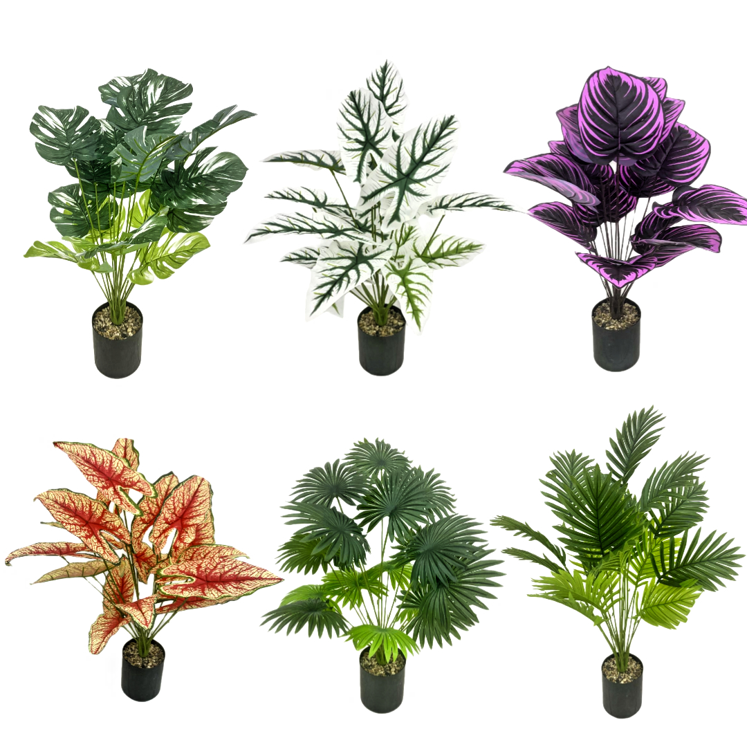 蝴蝶兰/种子/家庭花卉种植用土/儿童盆栽/多肉仿真花细节图