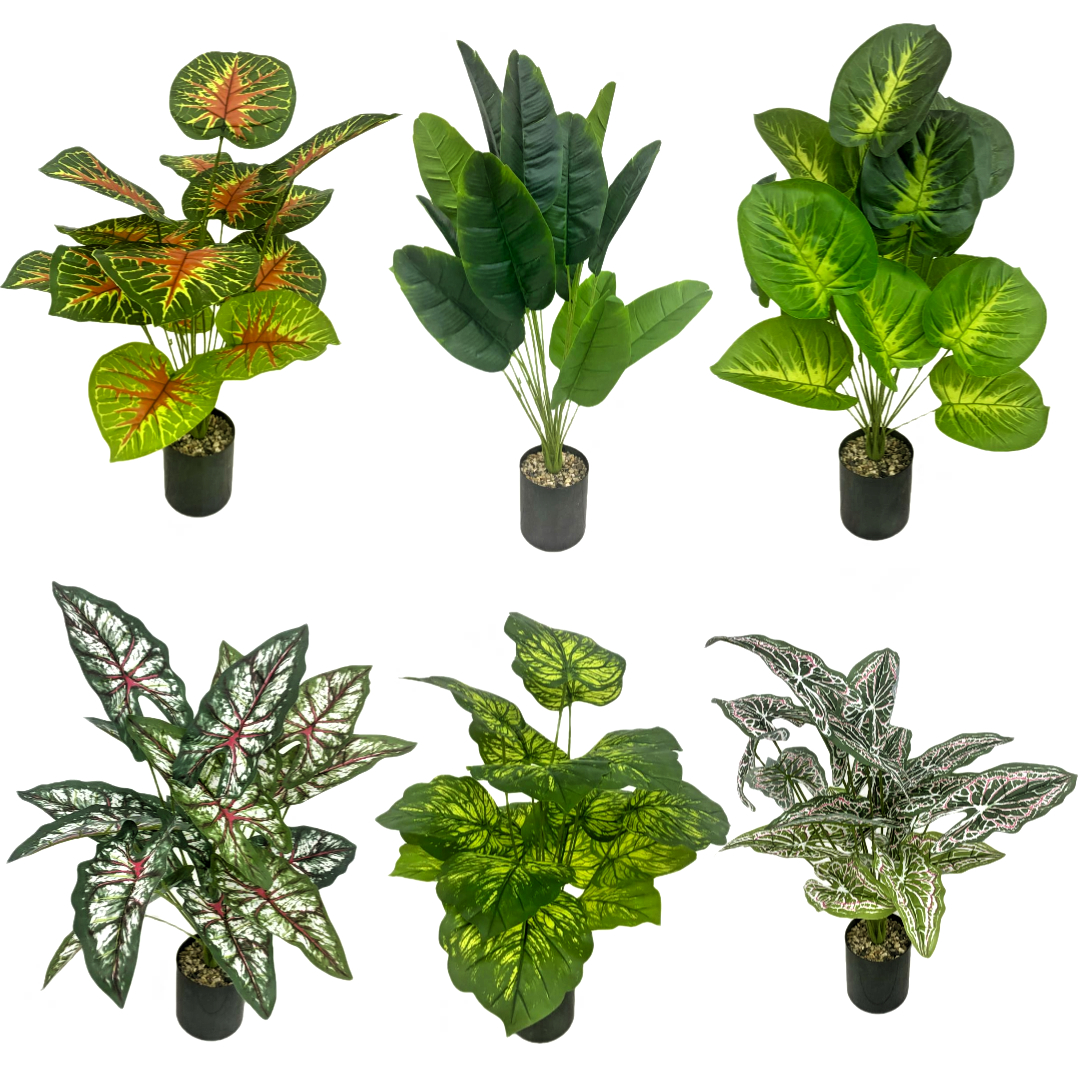 蝴蝶兰/种子/家庭花卉种植用土/儿童盆栽/多肉仿真花产品图