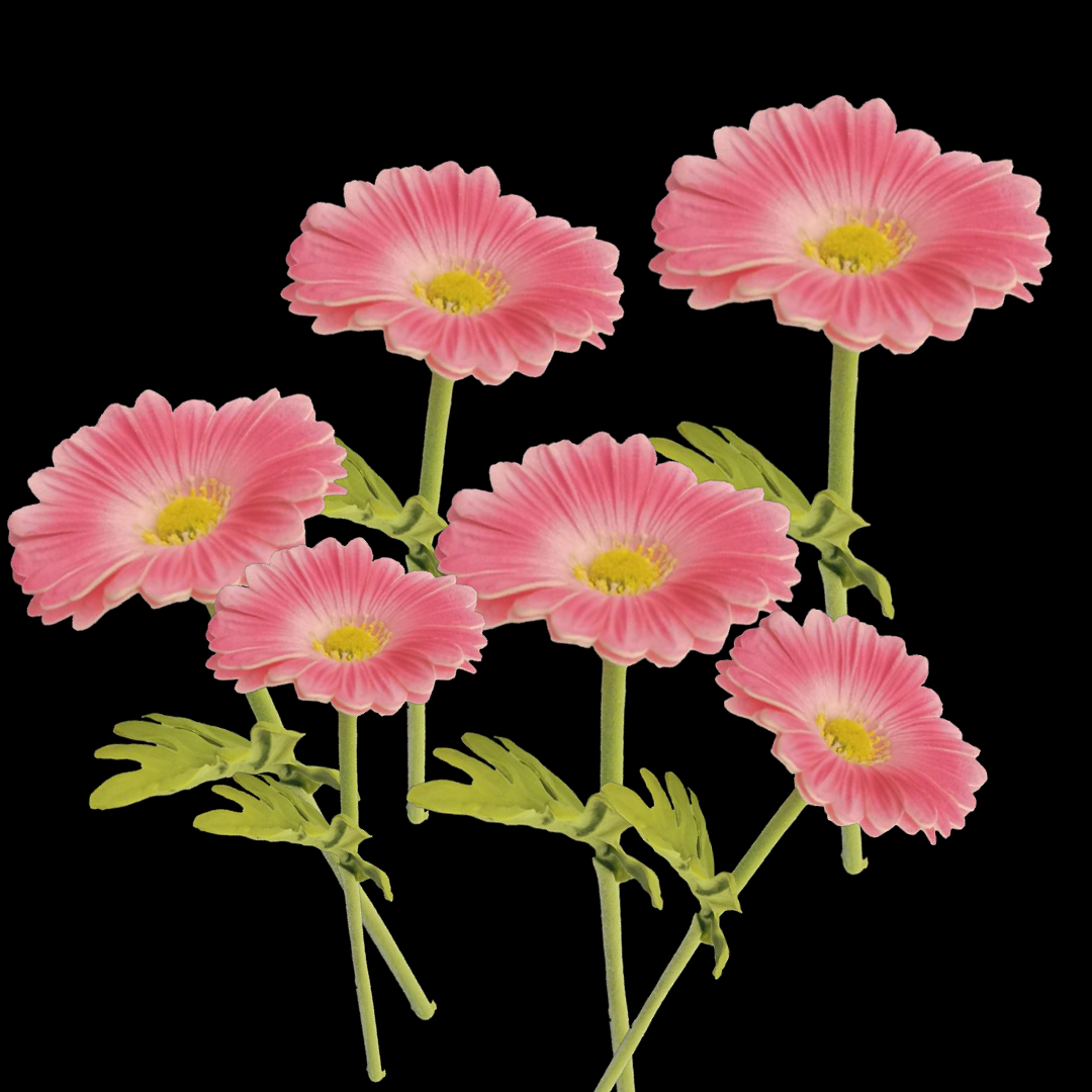 鲜切花实物图
