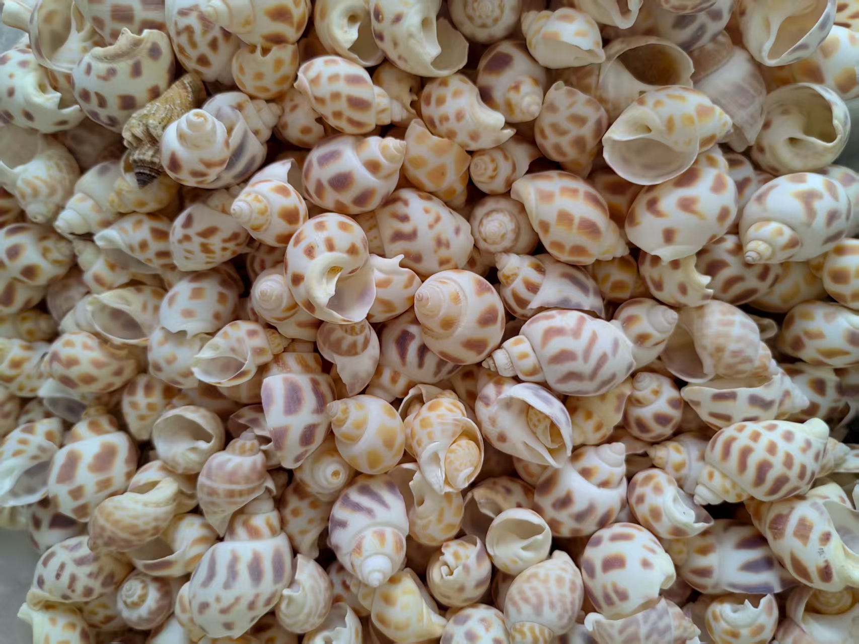 海螺/贝壳/珊瑚实物图