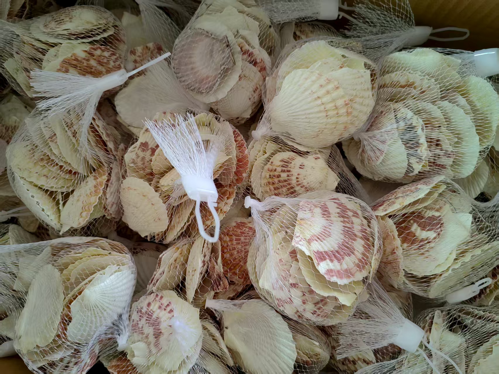 贝壳/海螺/贝壳片/新款/婚庆五金白底实物图