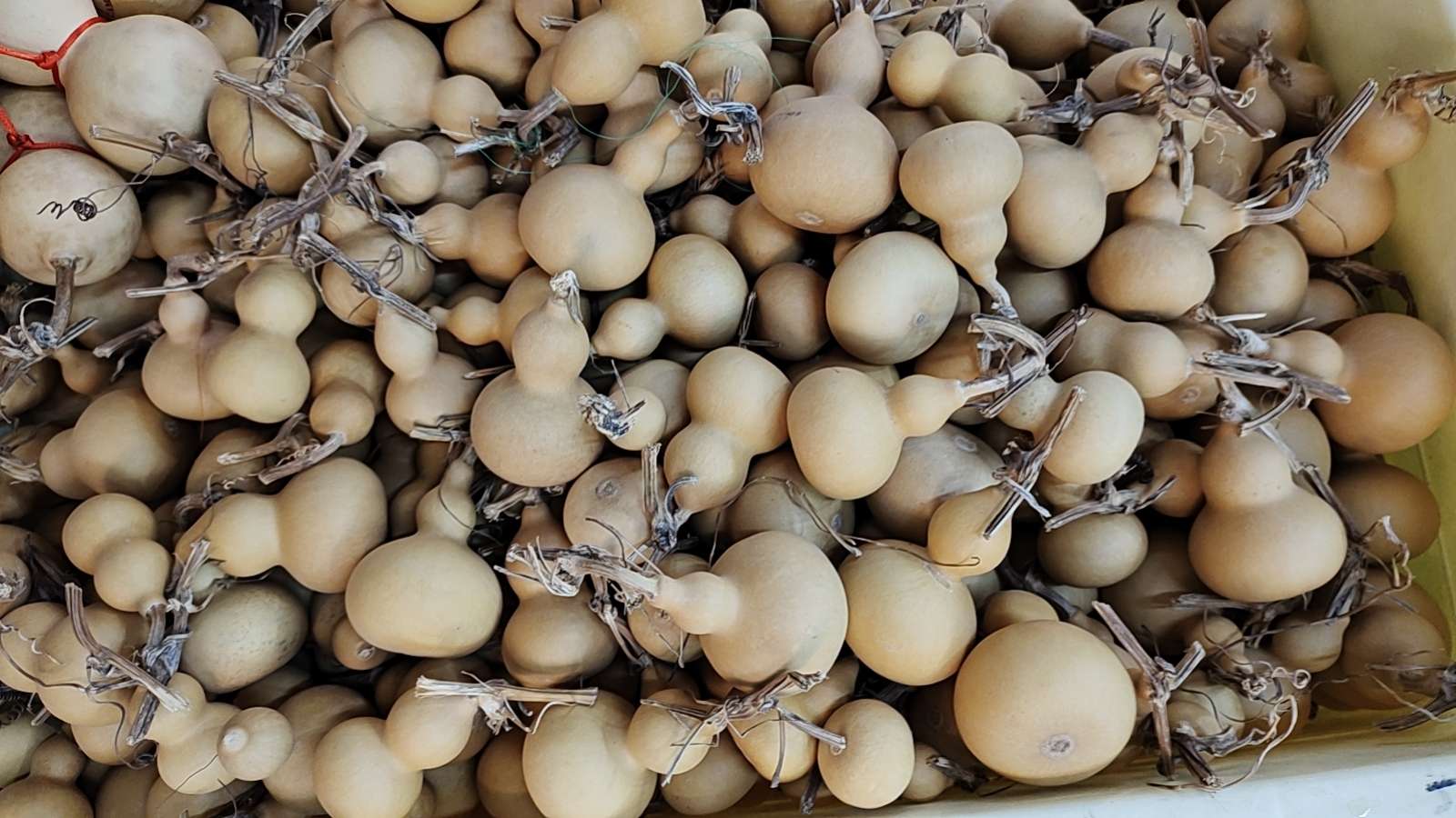 اما القرع الطبيعي فيمكنه ان يعلّق ويصنع ثروة Item Picture