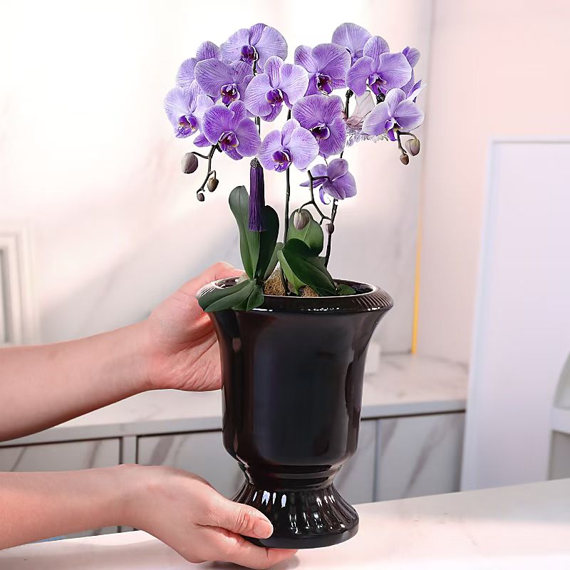 Phalaenopsis ceramic flower pot handicrafts, base vases, decorative flower POTS, creative home decorations Application Scenario