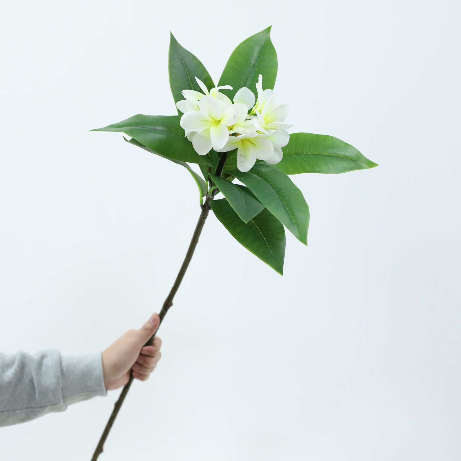 仿真植物，仿真花，鸡蛋花，单支3D打印手感仿真花，植物园艺造景
