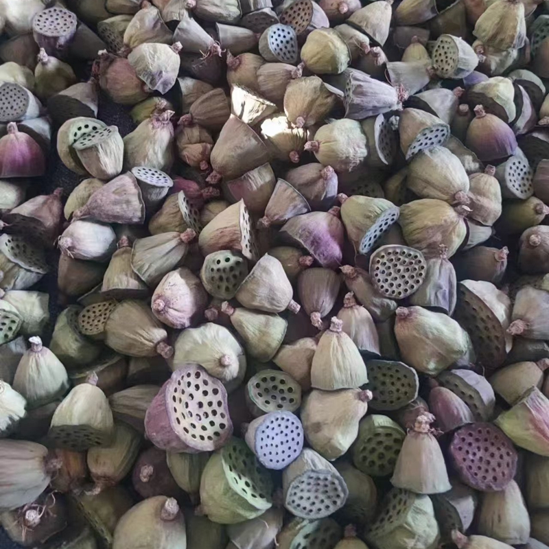 Natural plant dried fruits, dried flowers, preserved flowers, pistachios, dried flowers, pressed dried flowers, natural dried flower products, photo accessories pic 4