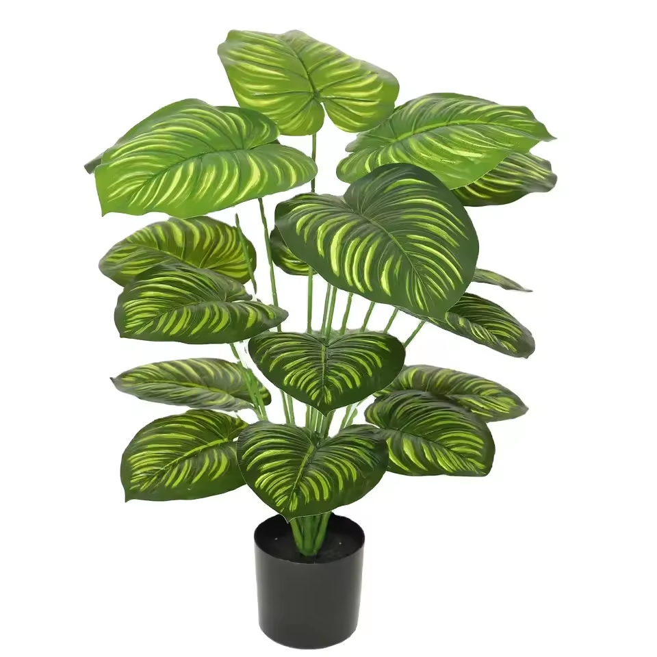金丝叶苹果叶绿植盆栽花卉绿植植物盆栽室内小盆景绿植花卉绿植绿植盆栽