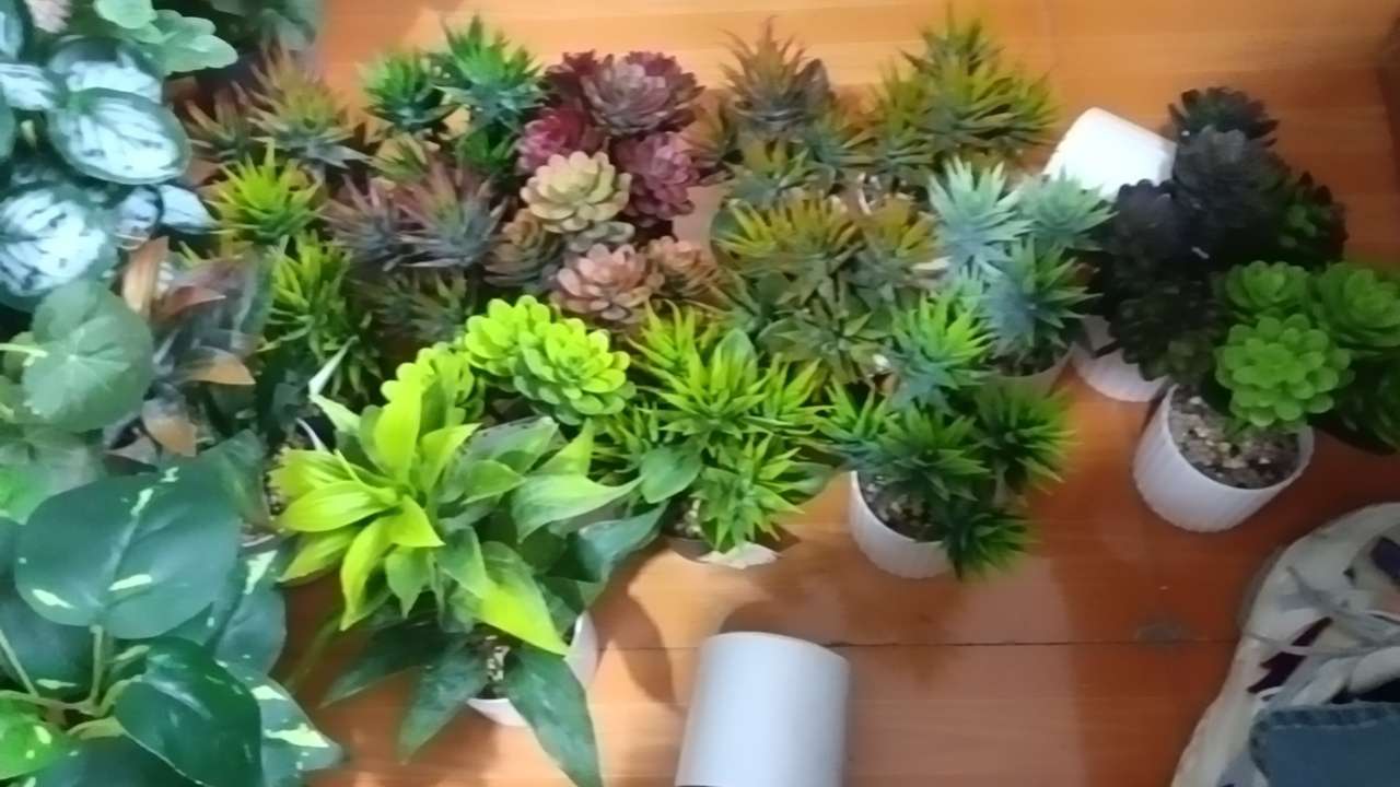 迎客松竹子盆景植物室内绿植盆栽观赏植物多肉花卉组合