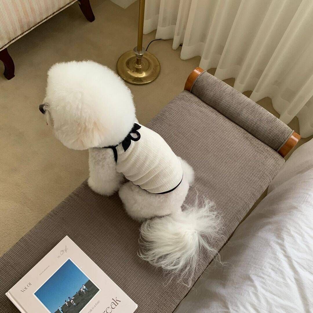 في الصيف، الكلب الصغير ذو الملابس الرقيقة، والكلب تيدي ذو السترة الرخوة من حيوان أليف يوركسيا pic 2