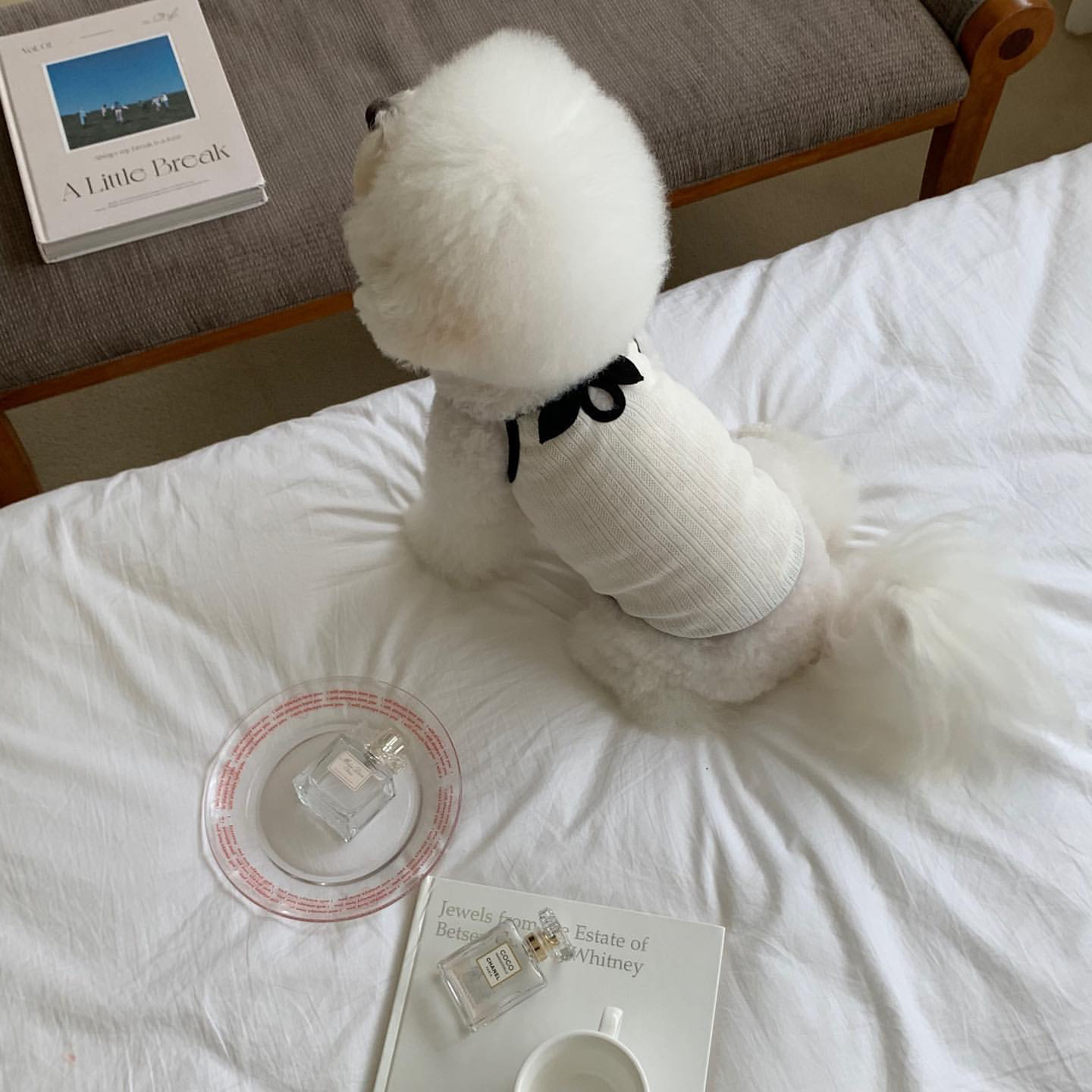 Verano slim ropa de perro gato pequeño perro teddy by bear yorkshire pet pequeño perfume viento halter chaleco details Picture