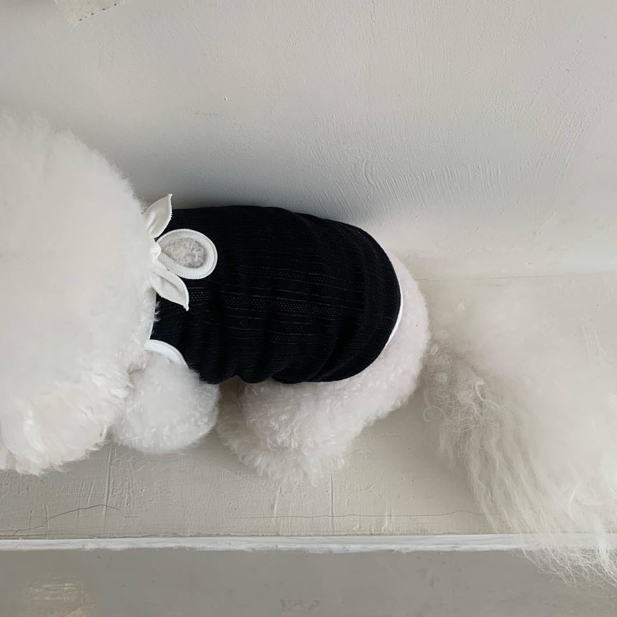 Verano slim ropa de perro gato pequeño perro teddy by bear yorkshire pet pequeño perfume viento halter chaleco Specification image
