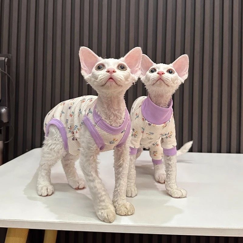 Pet summer floral four-legged vest for catching a cold, Sphinx, Devon cat, light short-sleeved details Picture