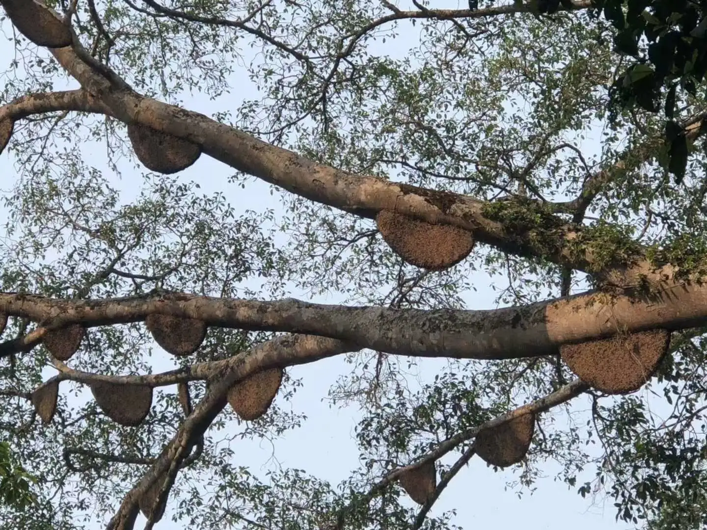 Pure and natural wild honey from Laos costs 260 yuan per kilogram detail image 2