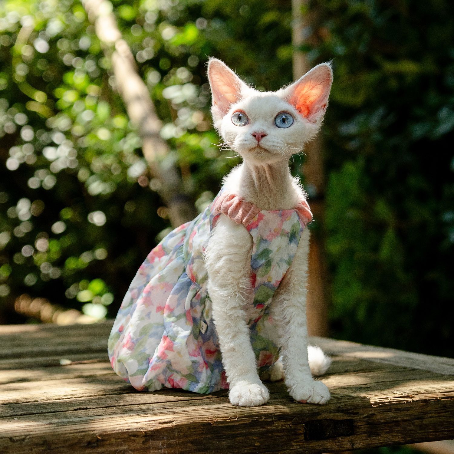 Floral pumpkin dress, fresh and cute princess cat dress, German dress, Sphinx cat Application Scenario
