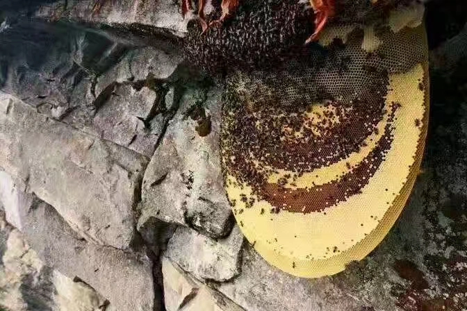 Pure and natural wild honey from Laos costs 260 yuan per kilogram detail image 5