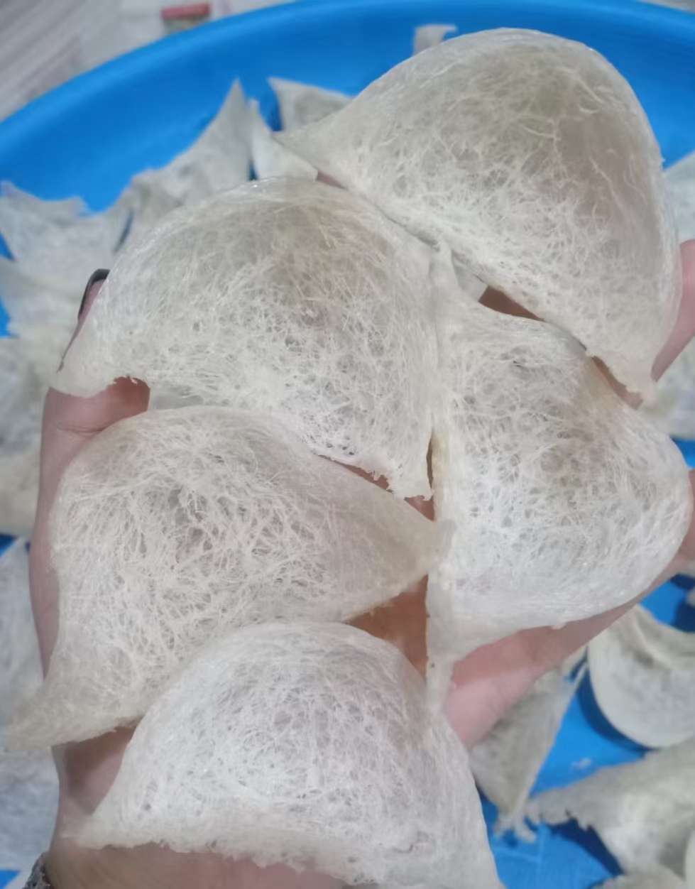 Indonesian, Malaysian, Kalimantan dry-picked large swallow cups, original ecological first season swallow, handcrafted dry-picked large quality, superior large cups, 10 times the power of soaking, no need to pick hairs. detail image 2
