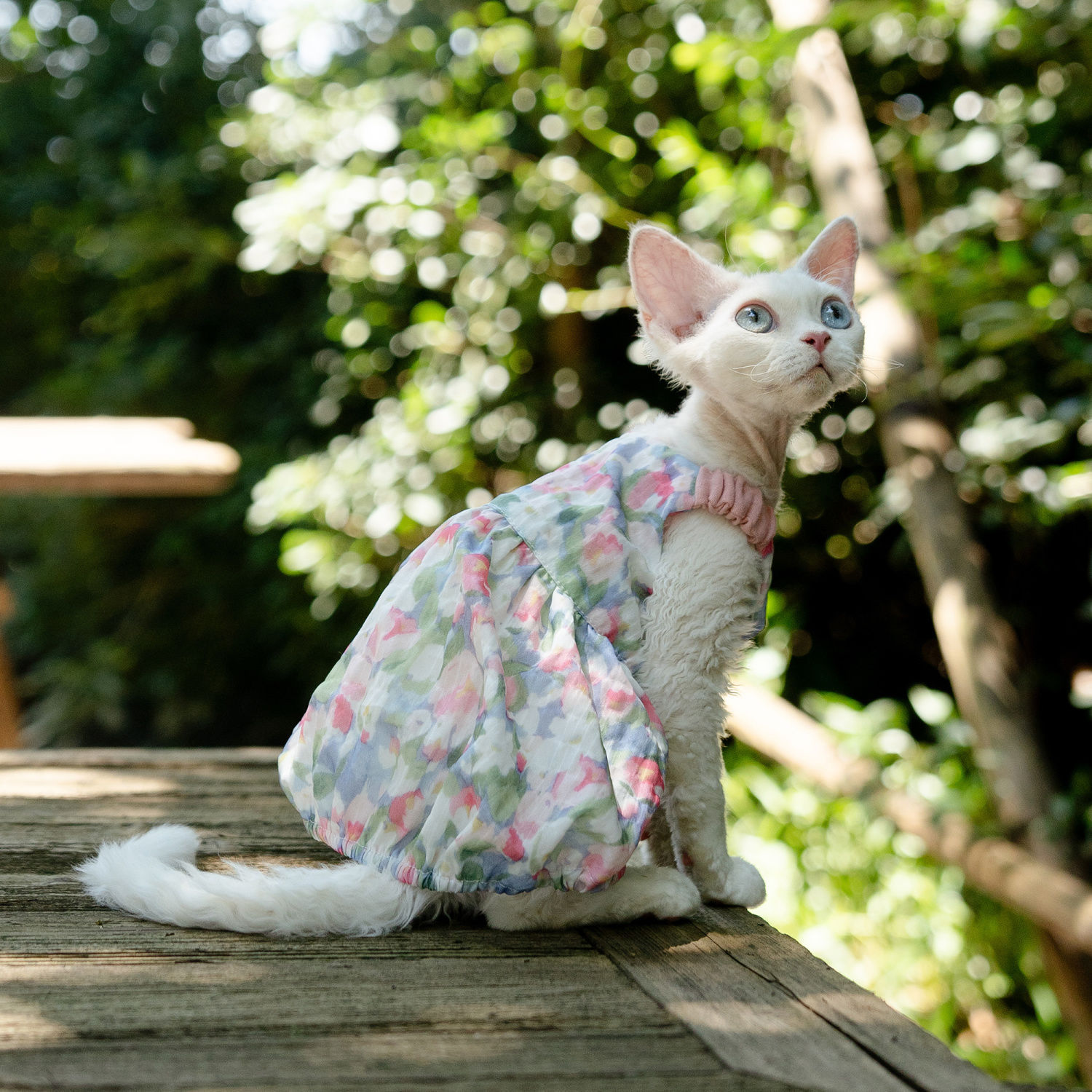 Floral pumpkin dress, fresh and cute princess cat dress, German dress, Sphinx cat