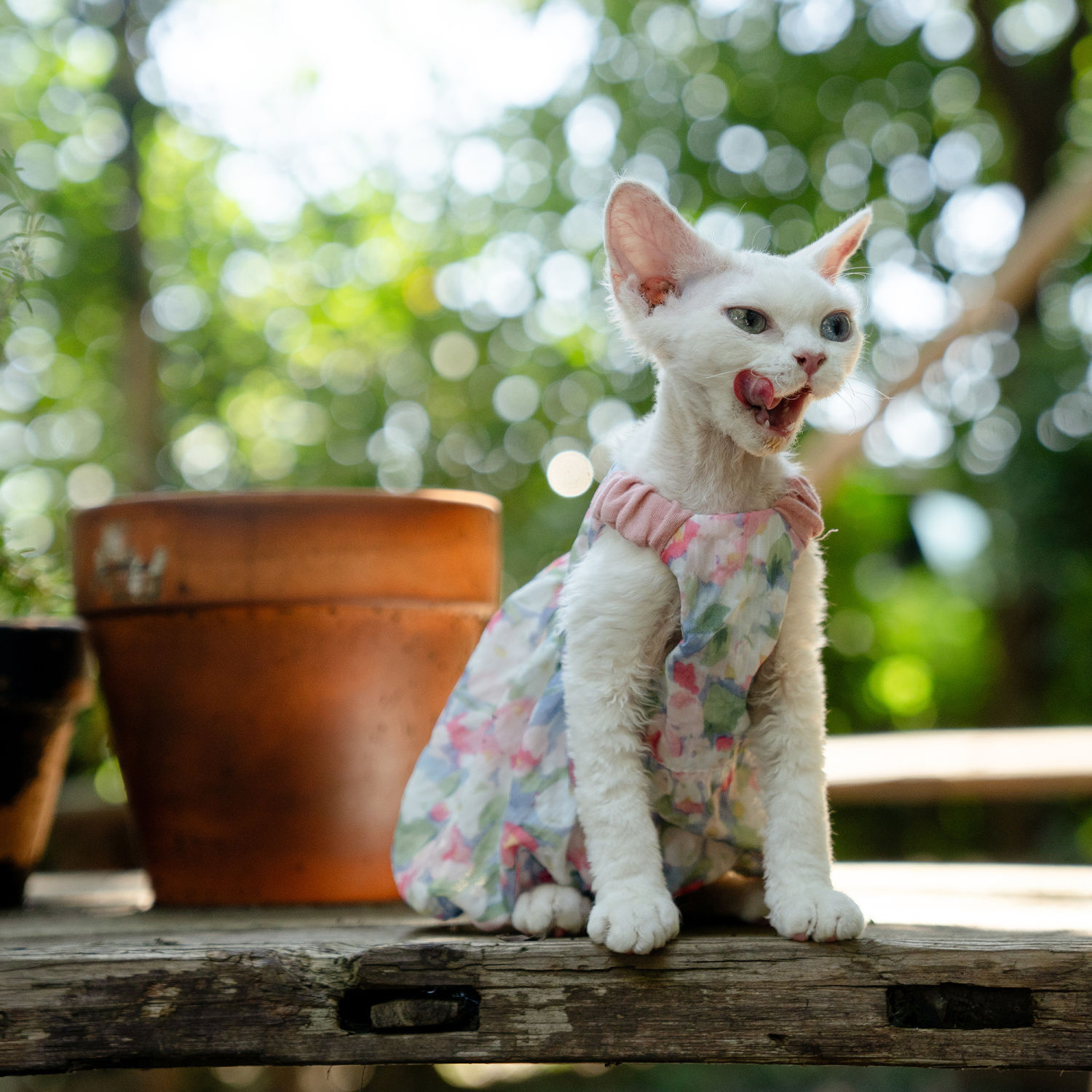 Floral pumpkin dress, fresh and cute princess cat dress, German dress, Sphinx cat Specification image