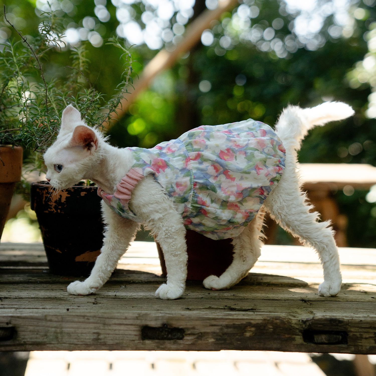 Floral pumpkin dress, fresh and cute princess cat dress, German dress, Sphinx cat details Picture