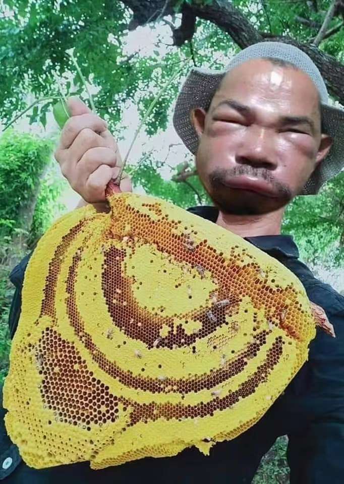 Pure and natural wild honey from Laos costs 260 yuan per kilogram Pure and natural wild honey from Laos costs 260 yuan per kilogram