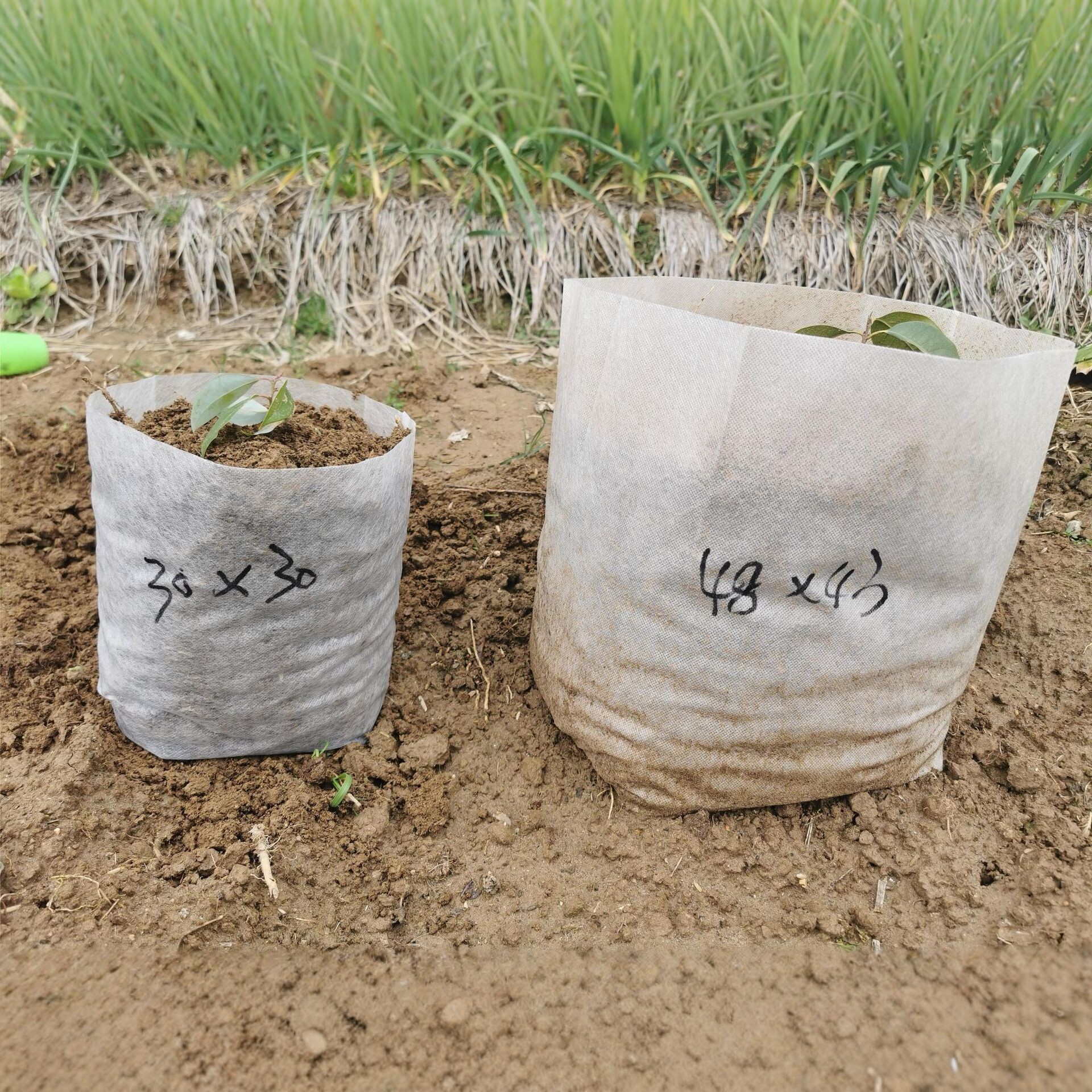 Thickened degradable non-woven fabric seedling bags for fruit trees, seedlings, vegetables and flowers, nutrient POTS without bag removal for transplanting, disposable horticultural planting and cultivation bags, wholesale from manufacturers details Picture