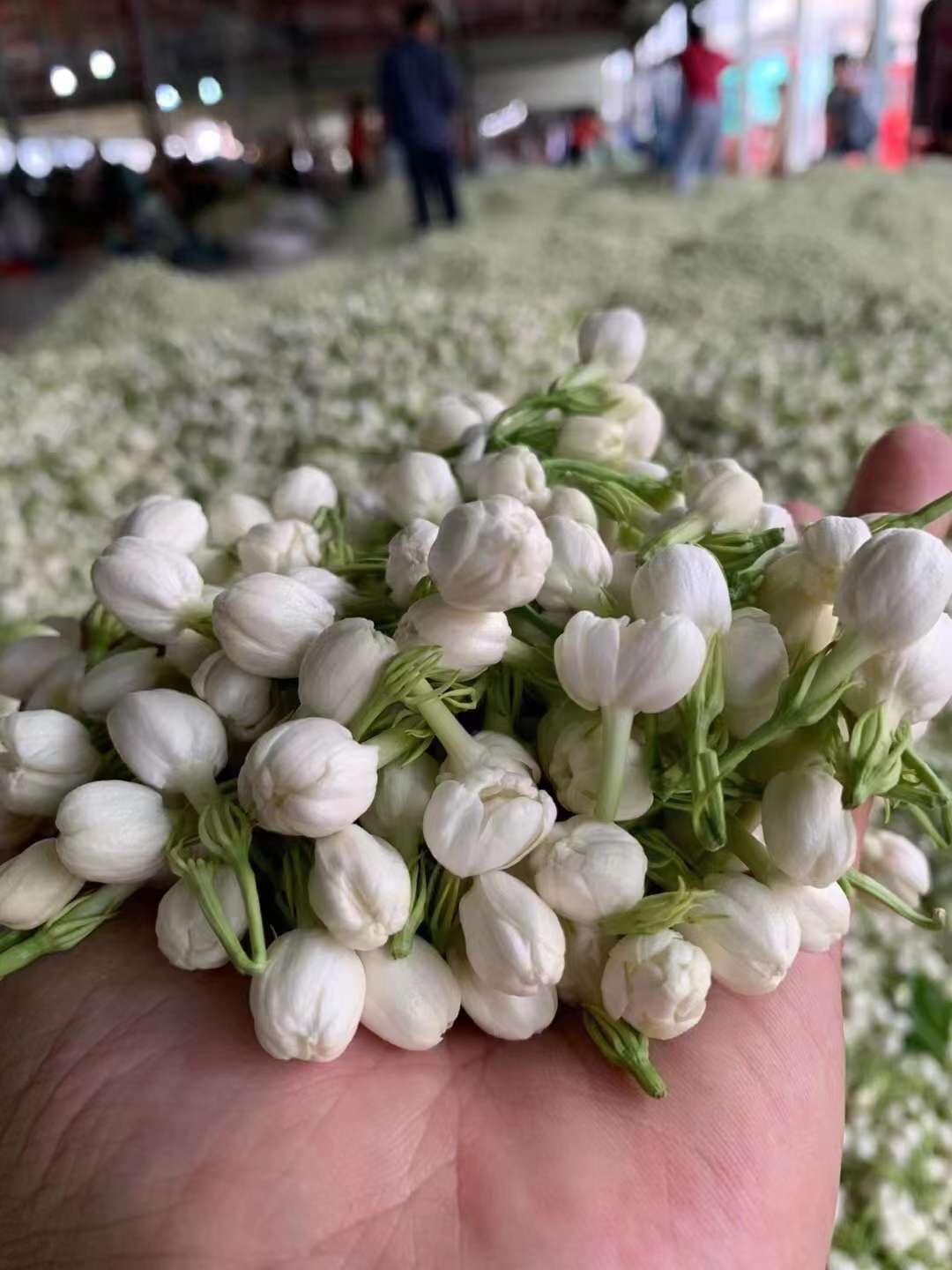 Lao Jasmine black tea (260 yuan per jin), with fresh jasmine repeatedly scented, has a rich floral aroma, a red and lustrous tea soup, and a smooth and sweet aftertaste that lingers on the palate. Application Scenario