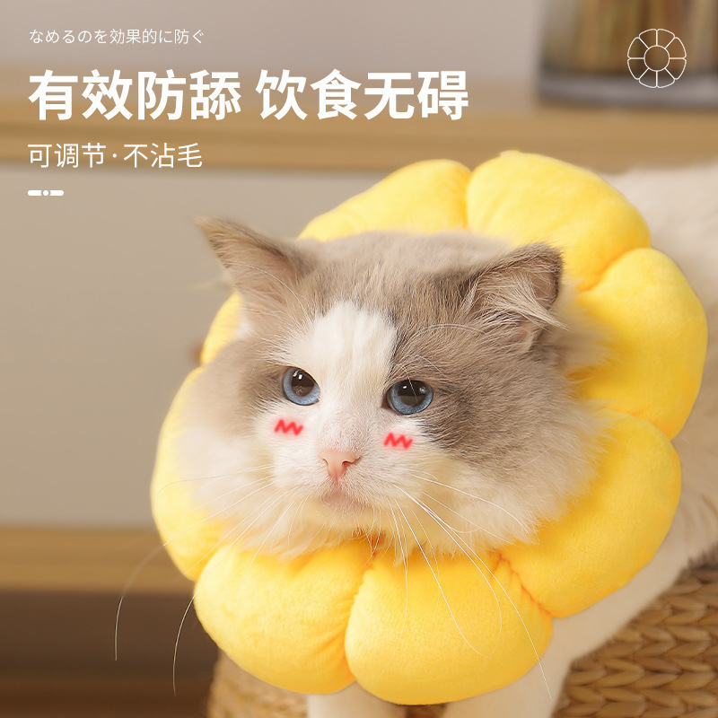 宠物项圈实物图
