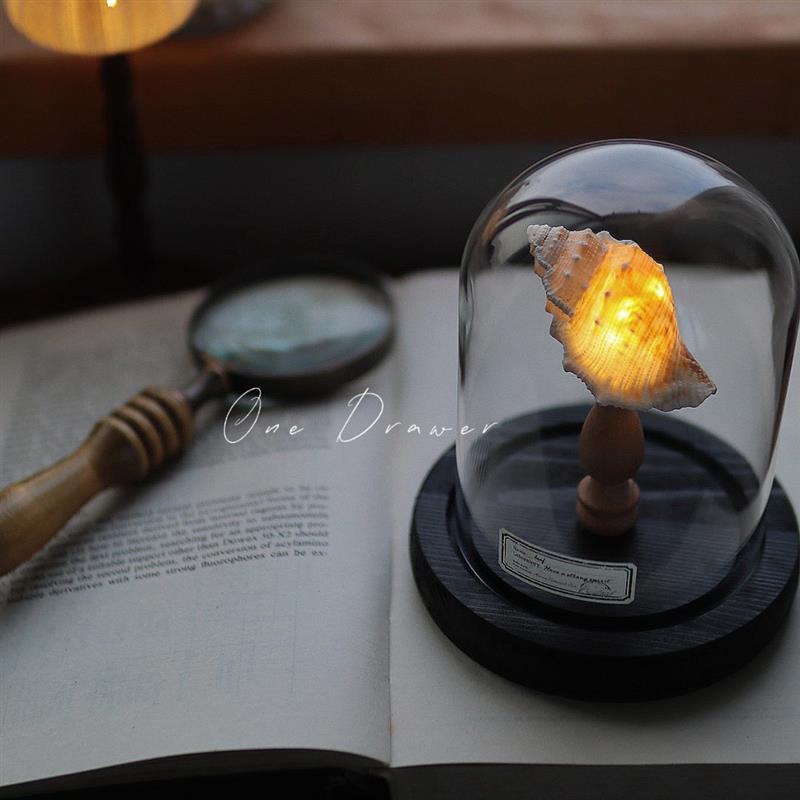 海螺/贝壳/珊瑚实物图