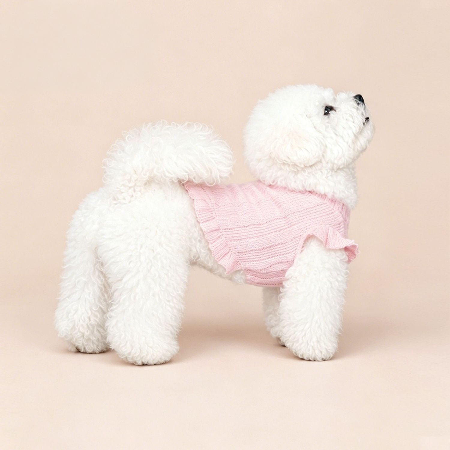 The dog Spring and Autumn plush knitted sweater with black ear trim and small flying sleeves is designed as a small soft and sticky pet coat for dogs Application Scenario
