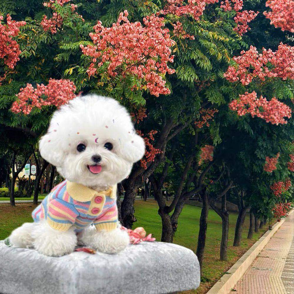 Macaron striped lapel pet sweater, sweet striped knitted puppy clothes, Teddy Bichon Frise small dog autumn and winter top Specification image
