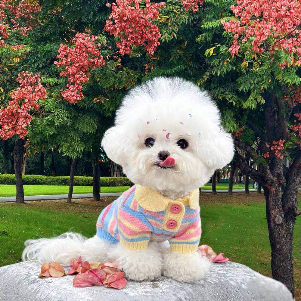 Macaron striped lapel pet sweater, sweet striped knitted puppy clothes, Teddy Bichon Frise small dog autumn and winter top details Picture