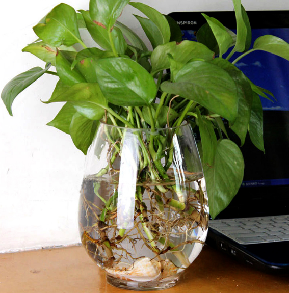 Yiwu quality products: Water-cultivated dinosaur eggs, green ivy vases, transparent glass vases, water-cultivated plant containers, flowerpots pic 8