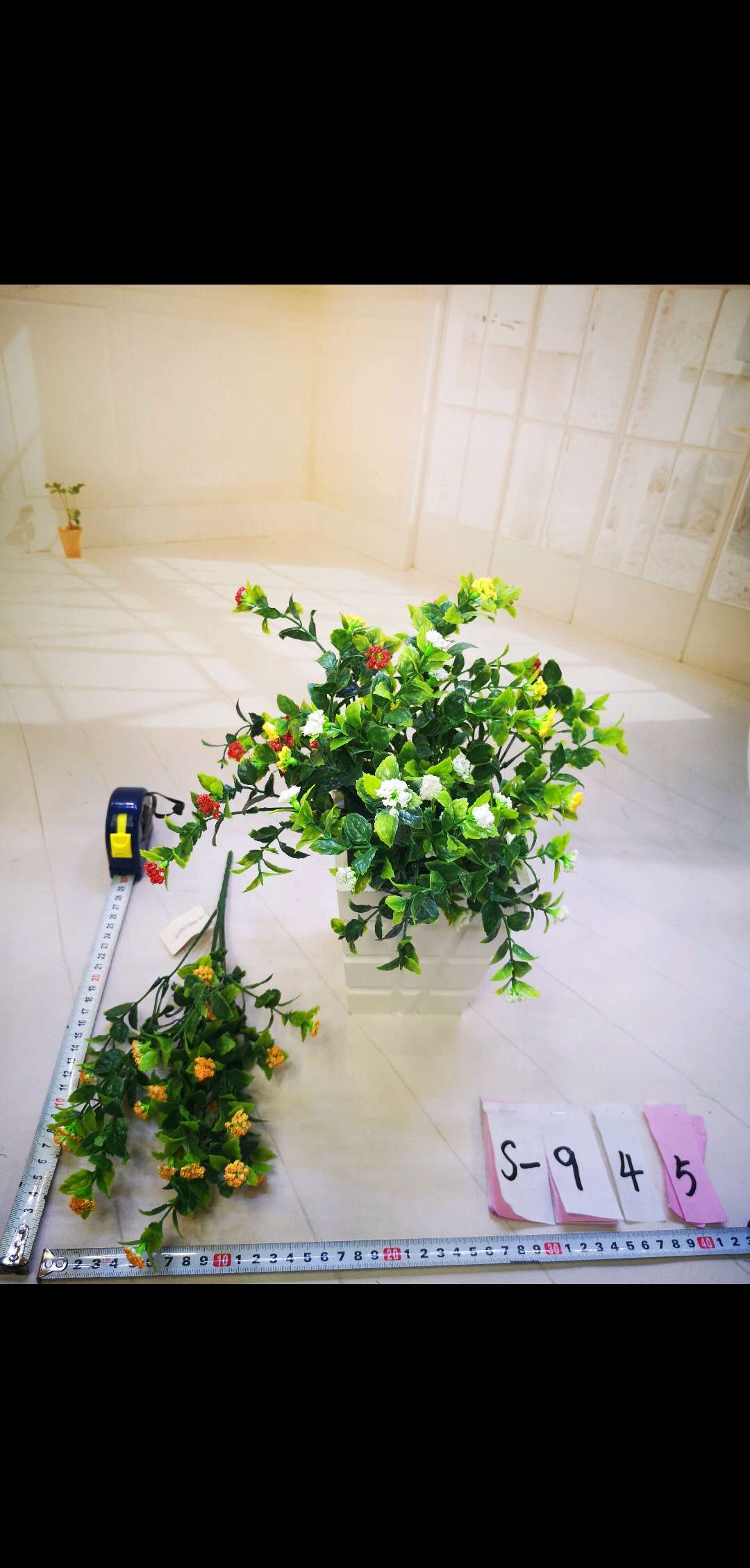 Five sebaceous plants