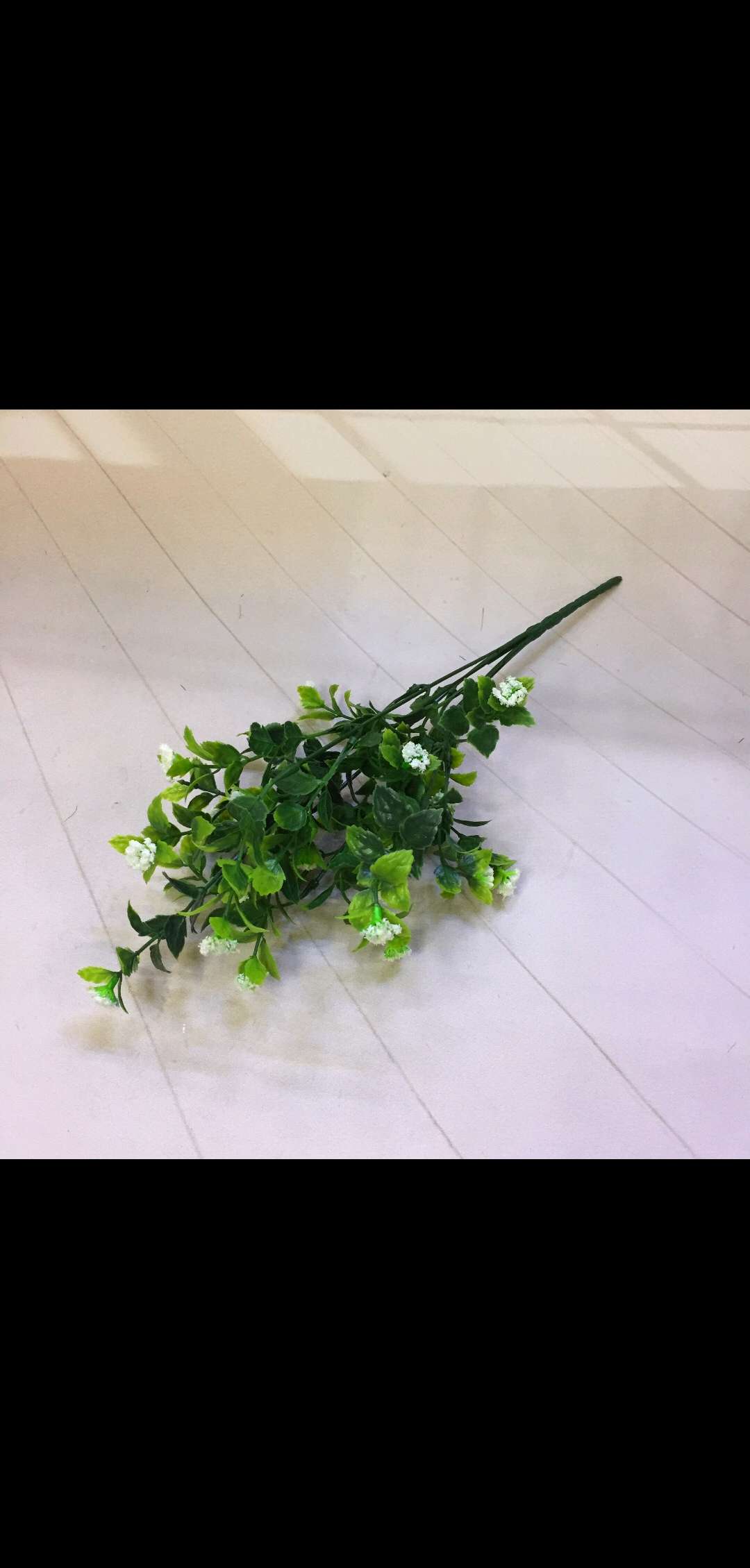 Five sebaceous plants details Picture