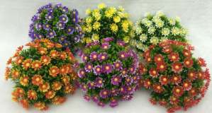 Semicircle miniature chrysanthemum thumbnail