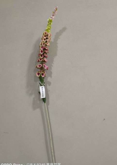 حفل الزفاف في فندق مصنوعات اليدوية المصنوعة من أثاث ثعلب ذو الذيل الصغير Specification image