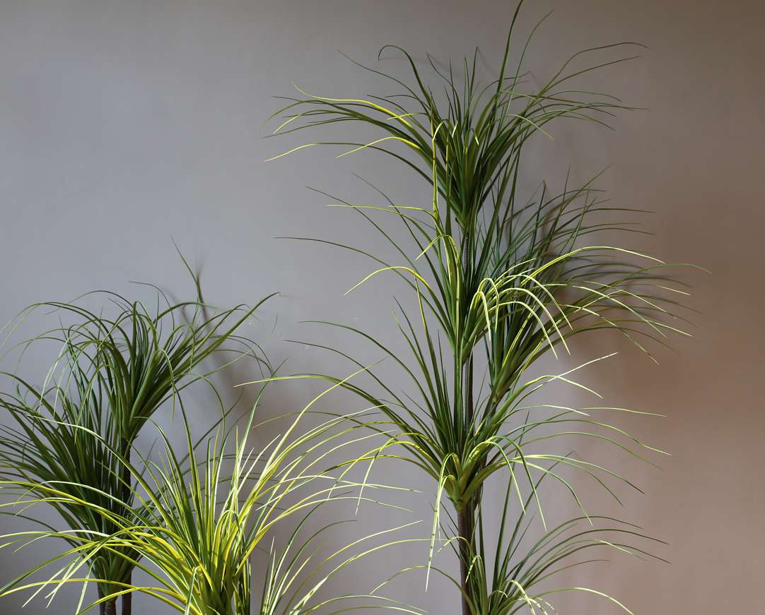 The popular large-scale artificial tree, the Dragon's Blood Tree and the Brazilian iron tree, have become bestsellers on the Internet undefined