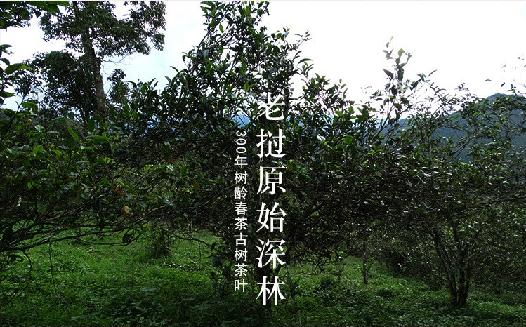 老挝金占芭 野生古树红茶罐包装 黑罐红茶 特级500年古树详情7