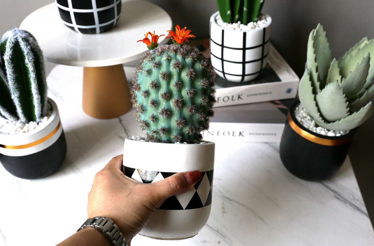Hanlv Handicrafts, creative simulation cactus potted plants, bonsai, home decoration items, coffee tables, TV cabinets, dining tables, and tabletop decorations detail image 6