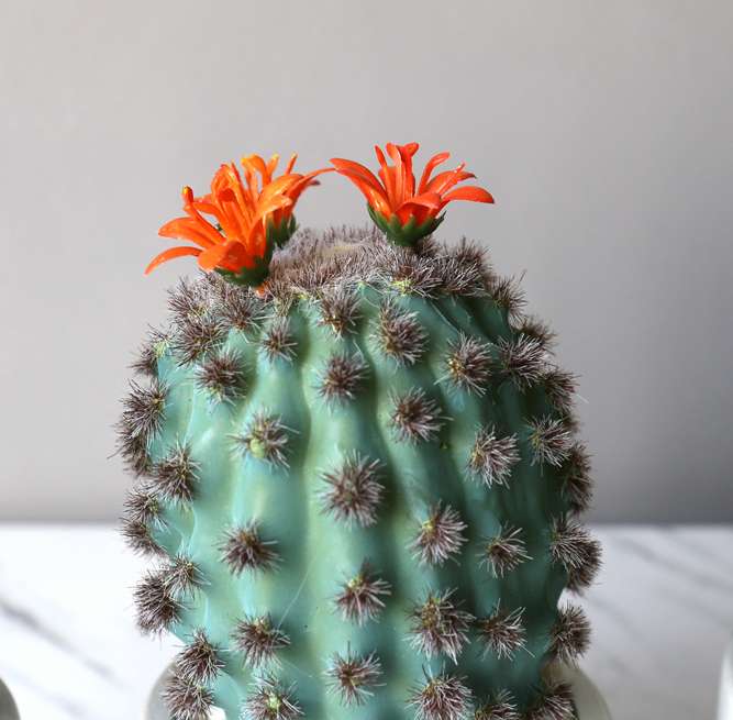 Hanlv Handicrafts, creative simulation cactus potted plants, bonsai, home decoration items, coffee tables, TV cabinets, dining tables, and tabletop decorations detail image 7