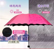 荷叶边遇水开花晴雨伞 黑胶防紫外线遮阳伞太阳伞 创意三折伞