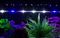 限时促销鱼缸潜水灯鱼缸灯造景照明灯led水族灯防水灯T4LED鱼缸龙鱼灯专用白底实物图