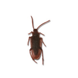 Wholesale of Halloween decorative items with 8 cockroaches